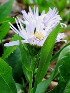 Symphyotrichum foliaceum v. canbyi